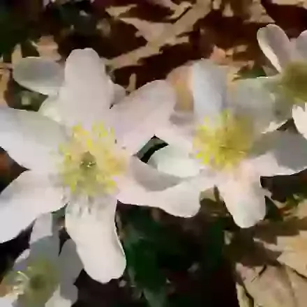 Nemorosa